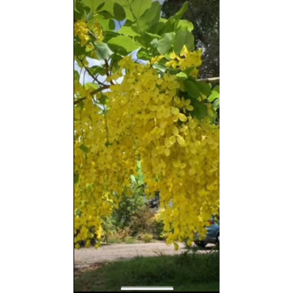 AMALTAS CASSIA FISTULA PODS GOLDEN SHOWER‎ TREE PODS CANAFISTULA 100g
